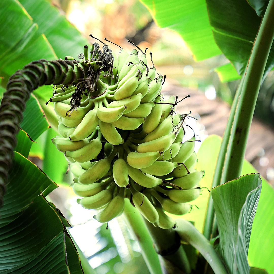 Anupam Banana